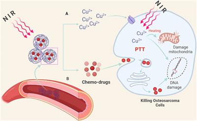 Multifunctional inorganic biomaterials: New weapons targeting osteosarcoma
